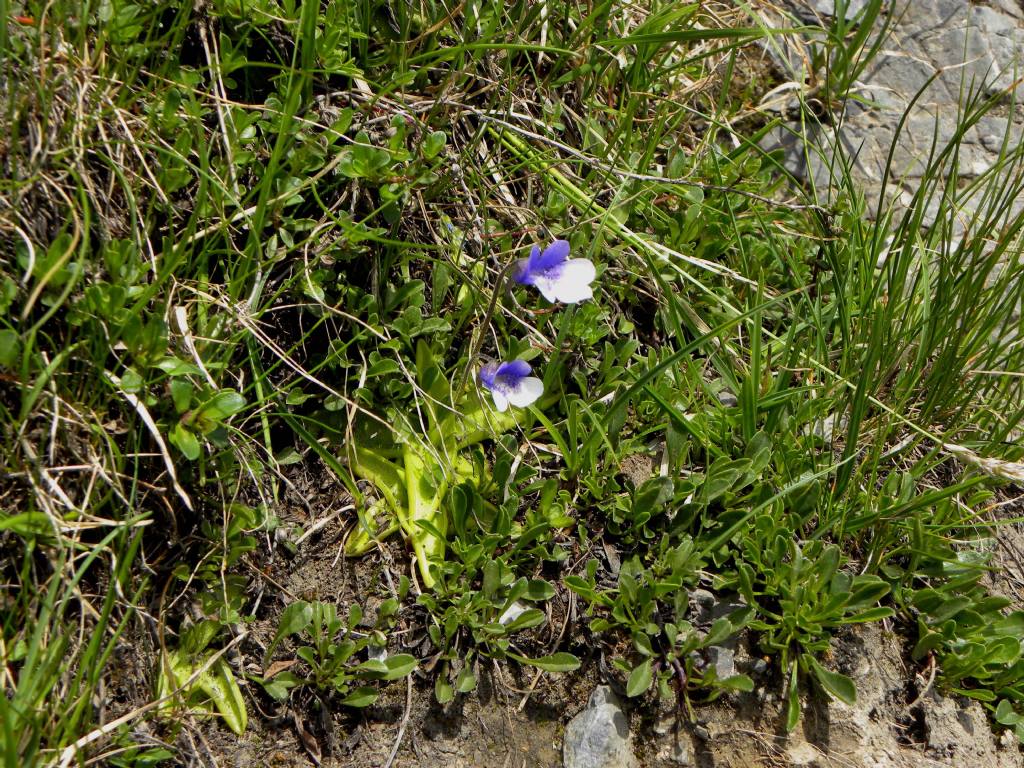 Pinguicula leptoceras / Erba unta bianco-maculata